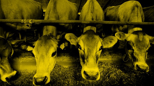 Klimafreden er snart forbi for danske landmænd