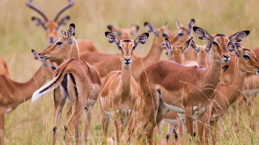 Skab gazellen dér, hvor du leder