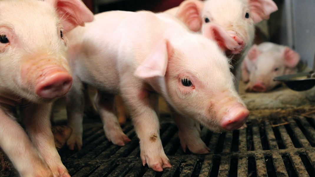 Her er de røde og de blå pejlemærker for Danmarks grønne omstilling